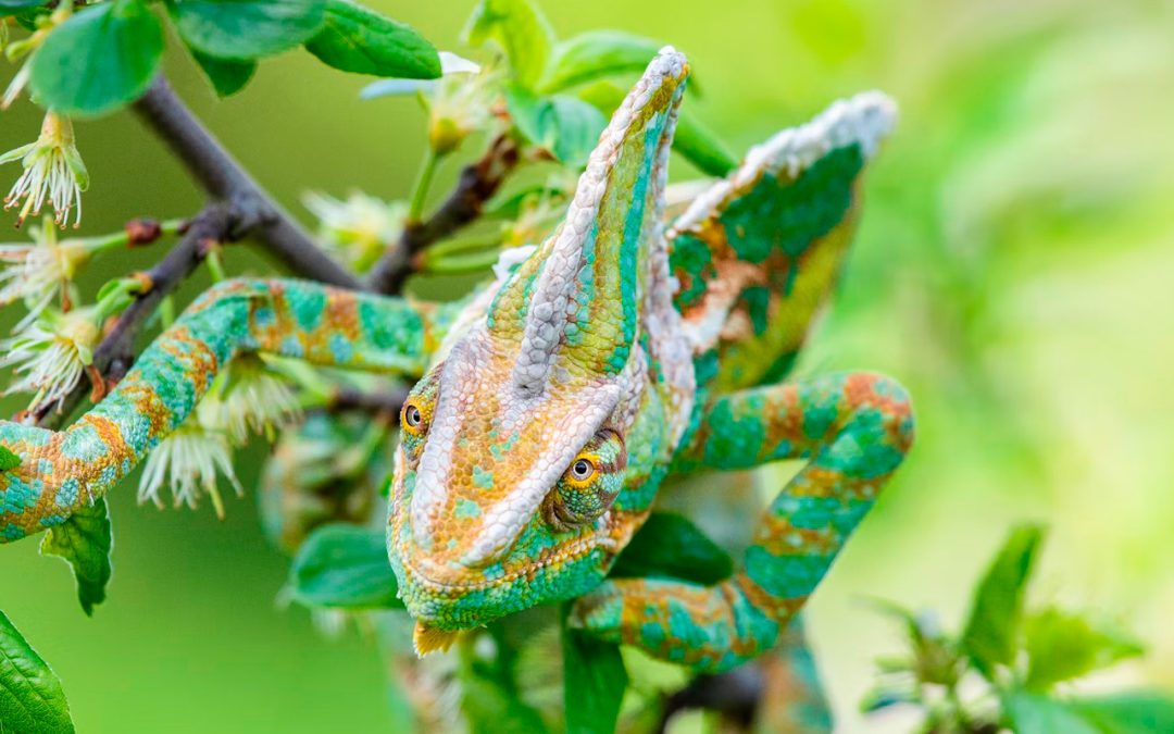 The APPs MAP – Upgrading Our Adaptive Protective Patterns to Make Authenticity Possible